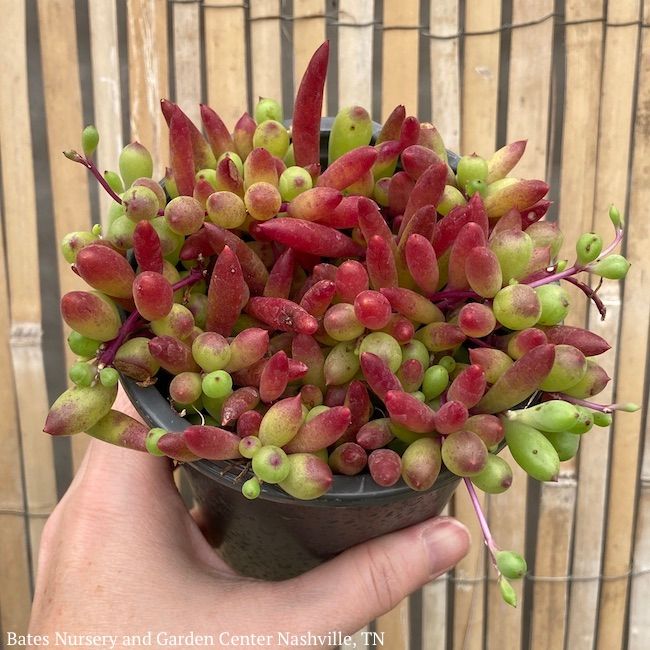 3.5p!/4p! Ruby Necklace String Succulent /Tropical