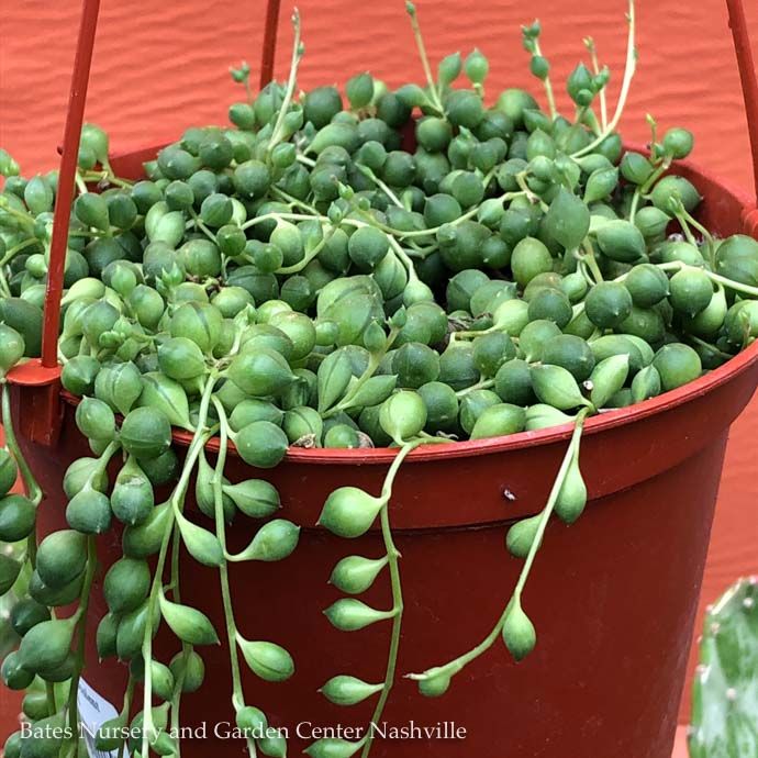 4p! Senecio Row/ String of Pearls Succulent /Tropical
