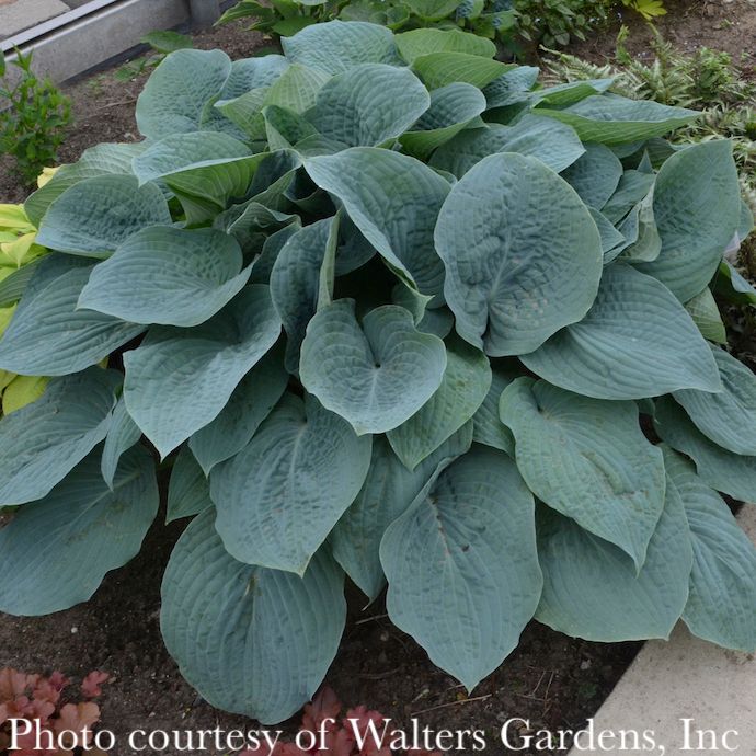 #1 Hosta Blueberry Muffin/ Blue