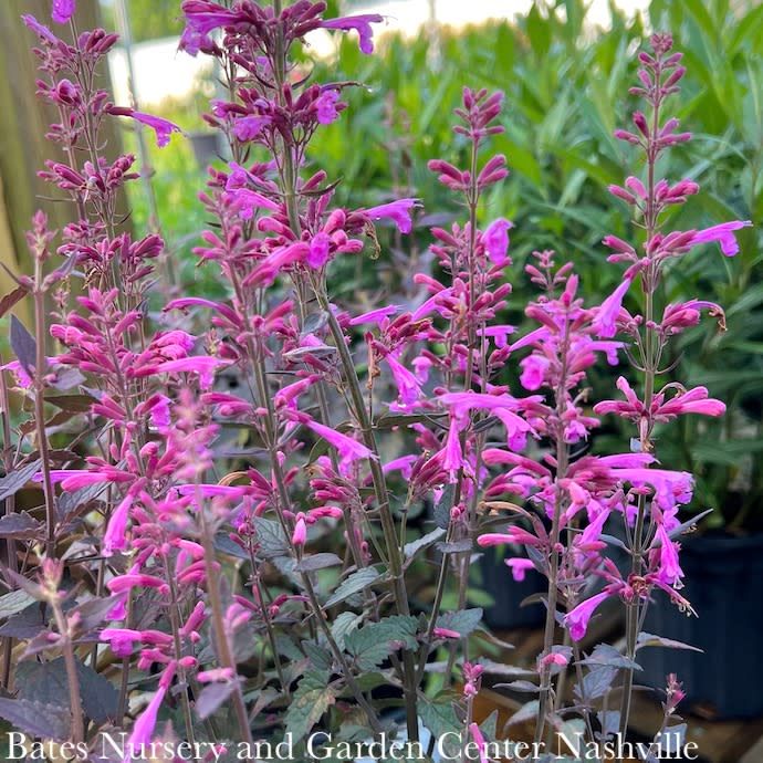 #1 Agastache x PW Meant To Bee &#39;Royal Raspberry&#39;/ Anise Hyssop