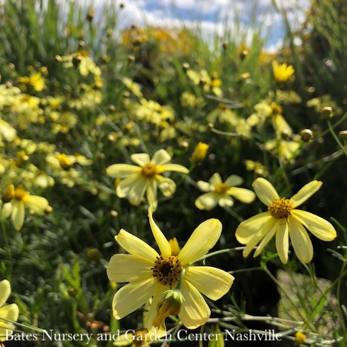 #1 Coreopsis vert Moonbeam/ Pale Yellow Whorled Tickseed Native (TN)