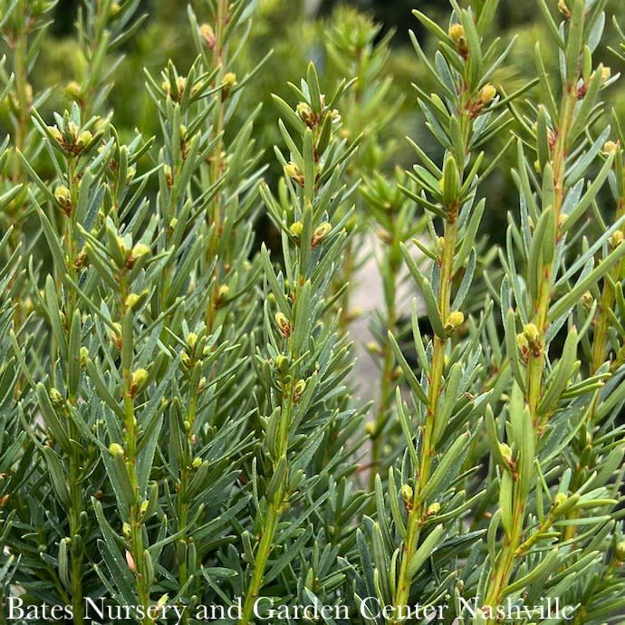#5 Taxus x media PW Stonehenge/ Columnar Yew