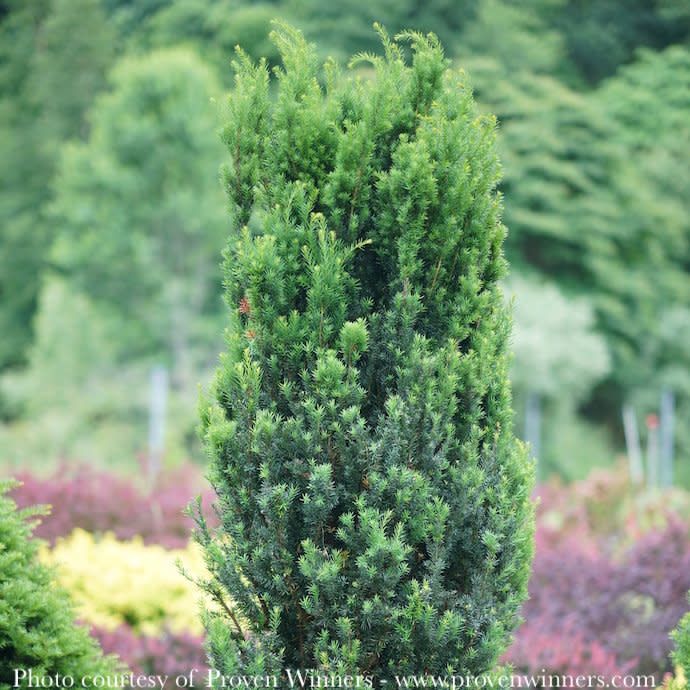 #5 Taxus x media PW Stonehenge/ Columnar Yew