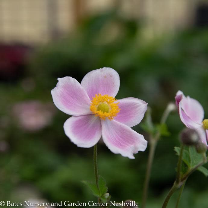 #1 Anemone September Charm/ Japanese Pink