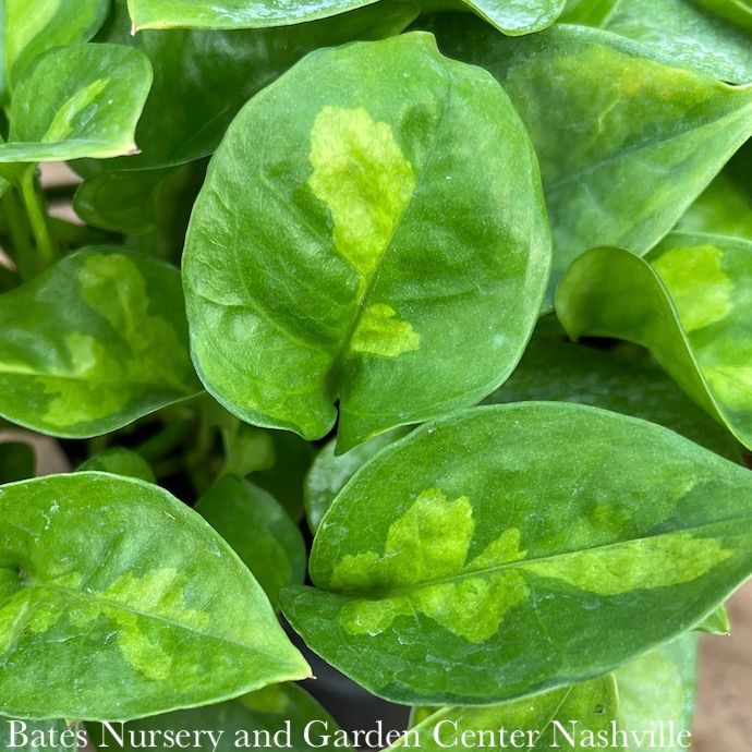 6p! Pothos Epi Global Green /Devil&#39;s Ivy /Tropical