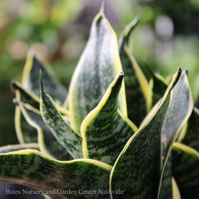 4p! Sansevieria Marginata Silver /Snake Plant /Mother-in-Law Tongue /Tropical