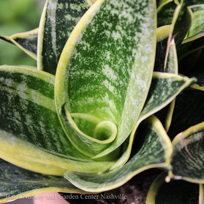 4p! Sansevieria Marginata Silver /Snake Plant /Mother-in-Law Tongue /Tropical