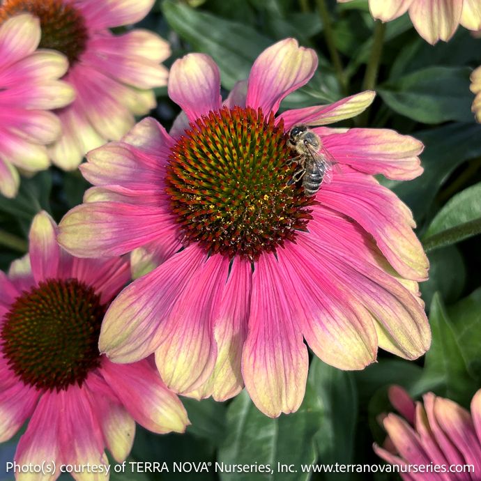 #1 Echinacea x Kismet &#39;Pink Lemonade&#39;/ Yellow, Pink Coneflower