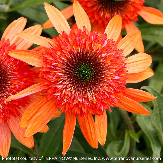 #1 Echinacea x Cara Mia &#39;Coral&#39;/ Double Orange Coneflower