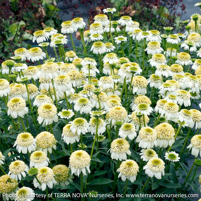 #1 Echinacea x Cara Mia &#39;Sands&#39;/ Double Yellow Coneflower