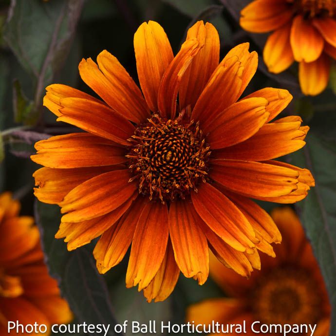 #1 Heliopsis heli Summer Eclipse/ False Sunflower Native (TN)