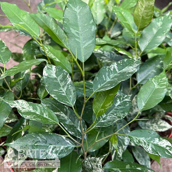 4p! Ficus El Dorado  /Variegated /Tropical