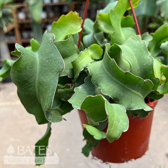 6hb! Epiphyllum Curly Sue Cactus Hanging Basket /Tropical
