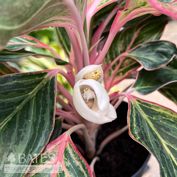 6p! Aglaonema Moonstone Miles / Chinese Evergreen /Tropical