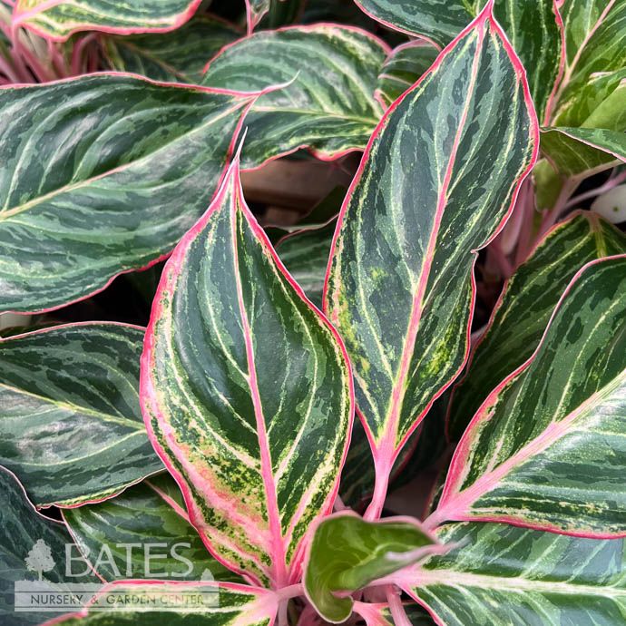 6p! Aglaonema Moonstone Miles / Chinese Evergreen /Tropical