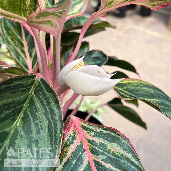 6p! Aglaonema Moonstone Miles / Chinese Evergreen /Tropical