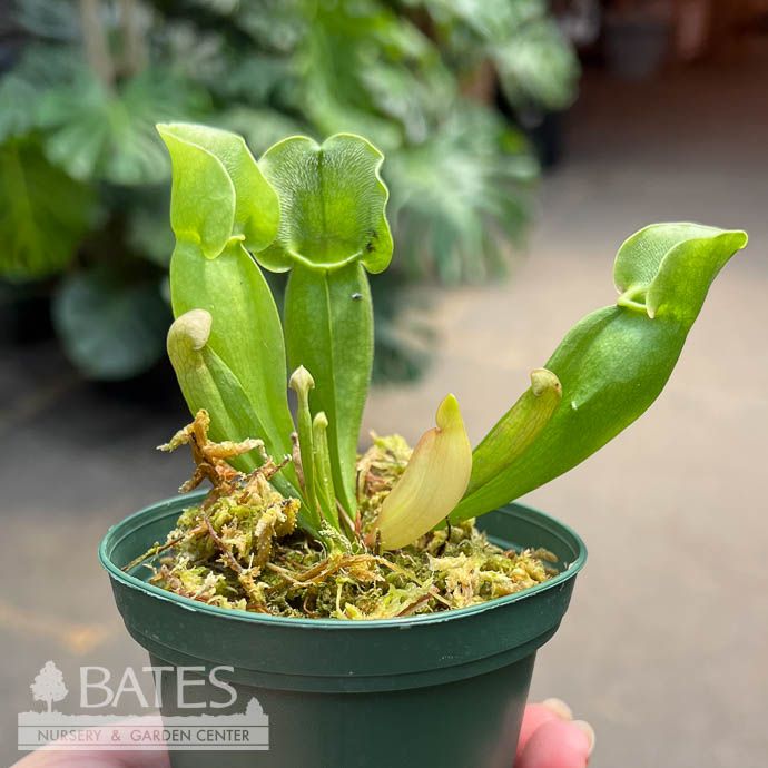 3p! Carnivorous Sarracenia Pitcher Plant /Tropical