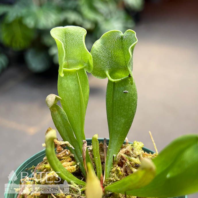 3p! Carnivorous Sarracenia Pitcher Plant /Tropical
