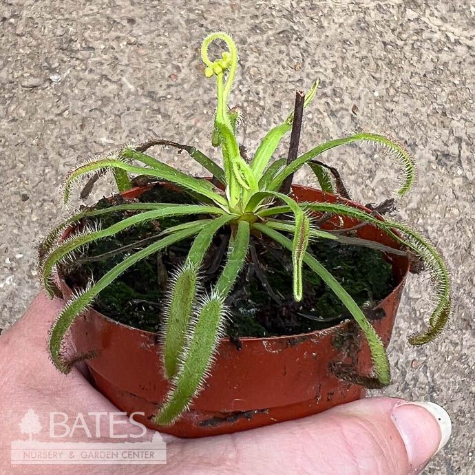 3p! Carnivorous Drosera Octopus Plant /Sundew /Tropical