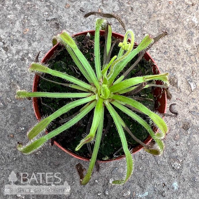 3p! Carnivorous Drosera Octopus Plant /Sundew /Tropical