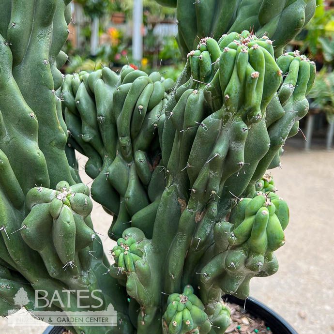 10p! Cactus Cereus peruvianus Monstrosus 2ppp /Monstrose /Tropical