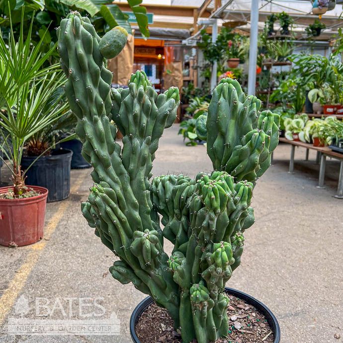 10p! Cactus Cereus peruvianus Monstrosus 2ppp /Monstrose /Tropical