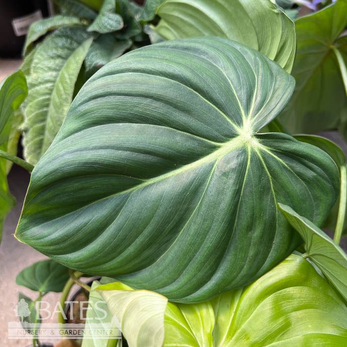 4p!/5p! Philodendron McDowell /Tropical