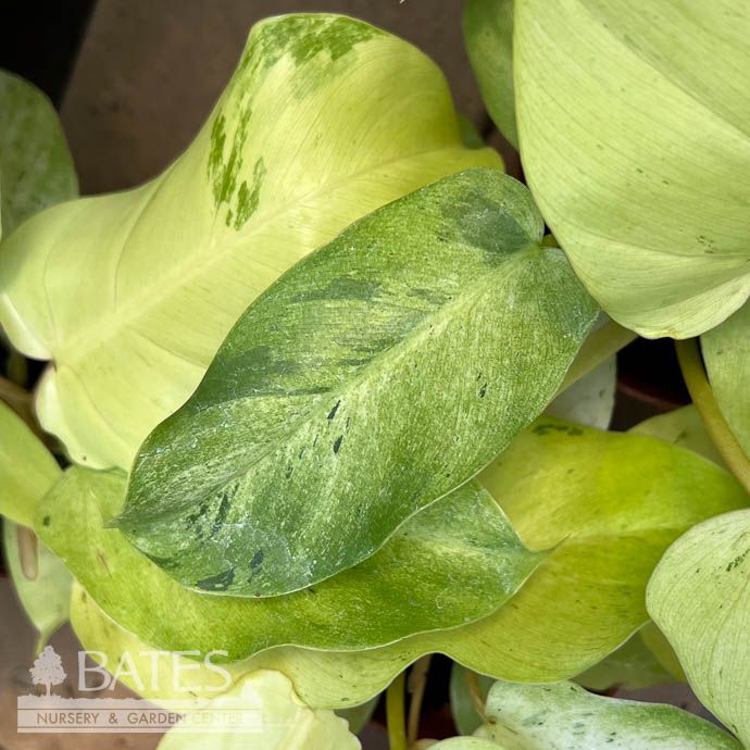4p! Philodendron Snowdrift /Tropical