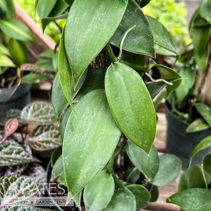 6p! Vanilla Bean Orchid Totem /Tropical