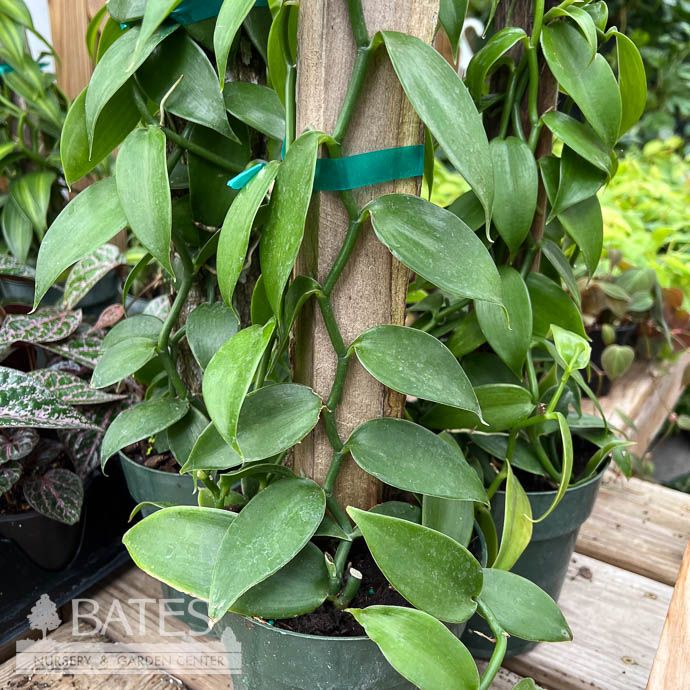 6p! Vanilla Bean Orchid Totem /Tropical