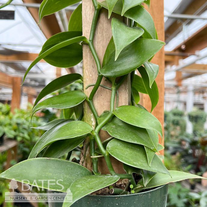 6p! Vanilla Bean Orchid Totem /Tropical