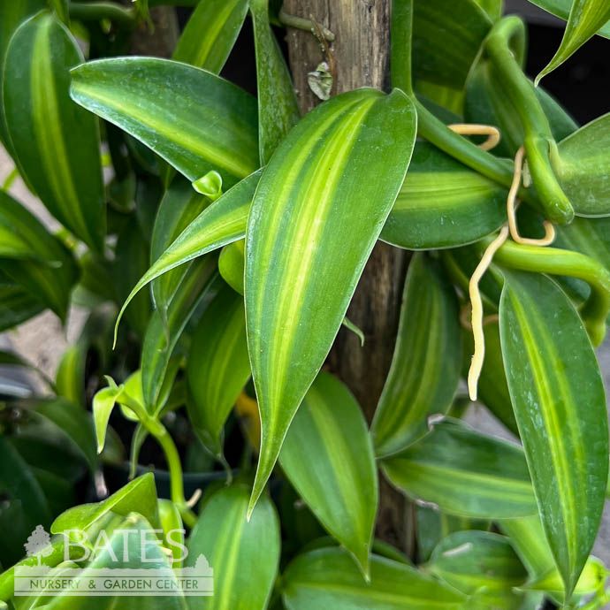 6p! Vanilla Bean Orchid Variegated Totem /Tropical