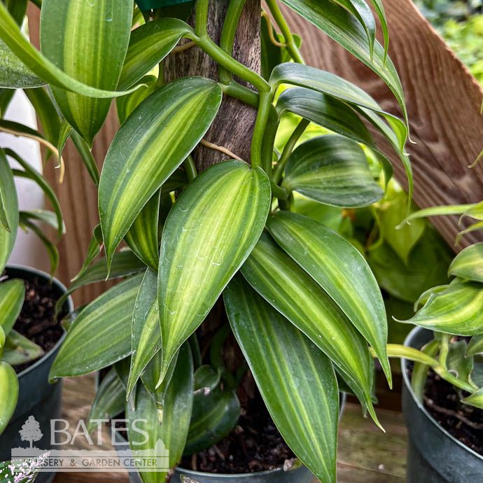6p! Vanilla Bean Orchid Variegated Totem /Tropical