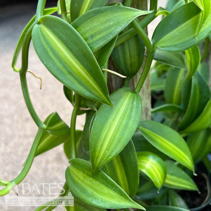 6p! Vanilla Bean Orchid Variegated Totem /Tropical