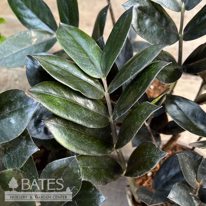 4p! Zamiculcus Black Queen / ZZ Plant /Tropical