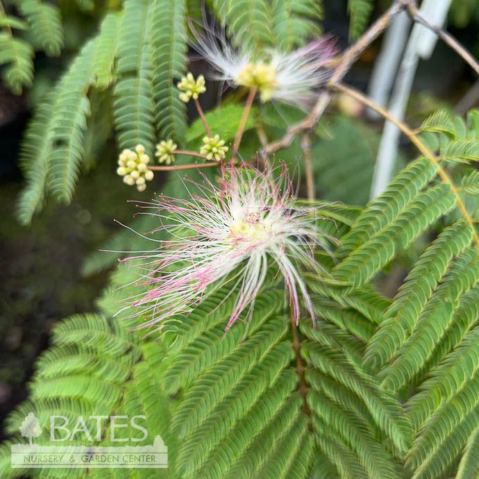 #5 Albizia julibrissin/ Mimosa Tree