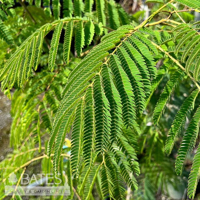 #5 Albizia julibrissin/ Mimosa Tree