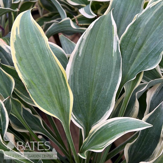 #1 Hosta Francheska/ Variegated Blue, White