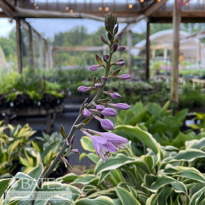 #1 Hosta Francheska/ Variegated Blue, White