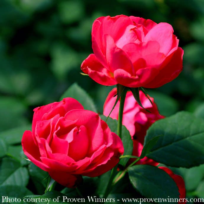 #3 Rosa PW Oso Easy Double Red/ Shrub Rose - No Warranty