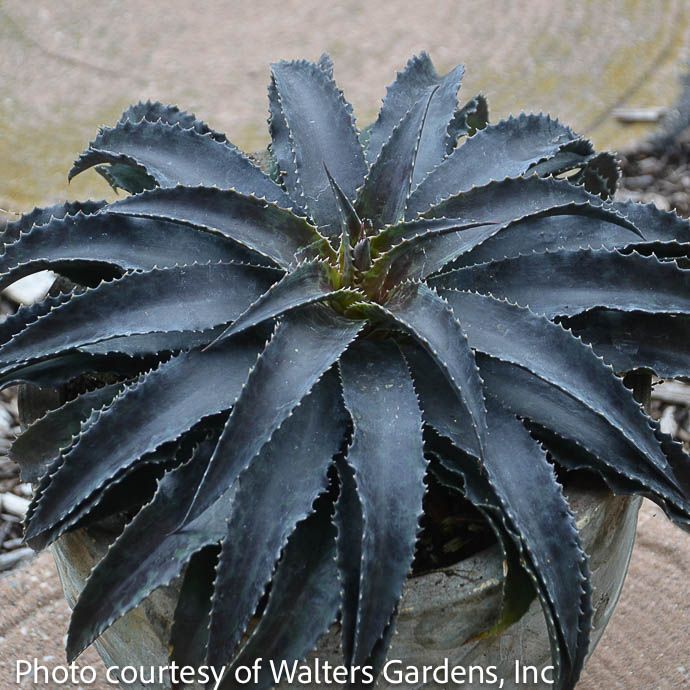 Tropical #1 Mangave Black Magic
