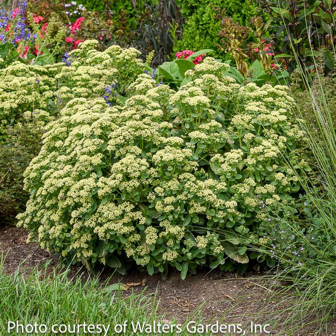 #1 Sedum x PW Rock &#39;N Grow &#39;Lemonjade&#39;/ Stonecrop