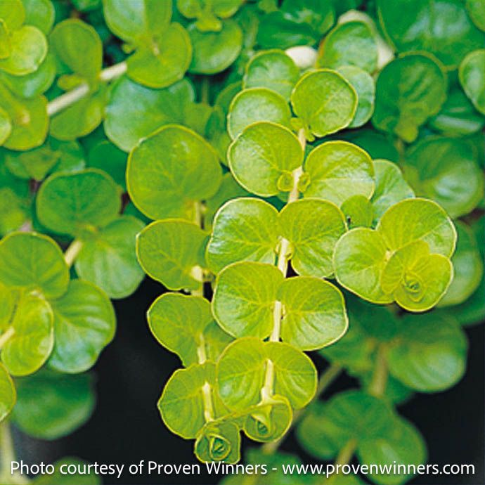 QP Lysimachia num PW Aurea GOLDILOCKS/ Golden Creeping Jenny