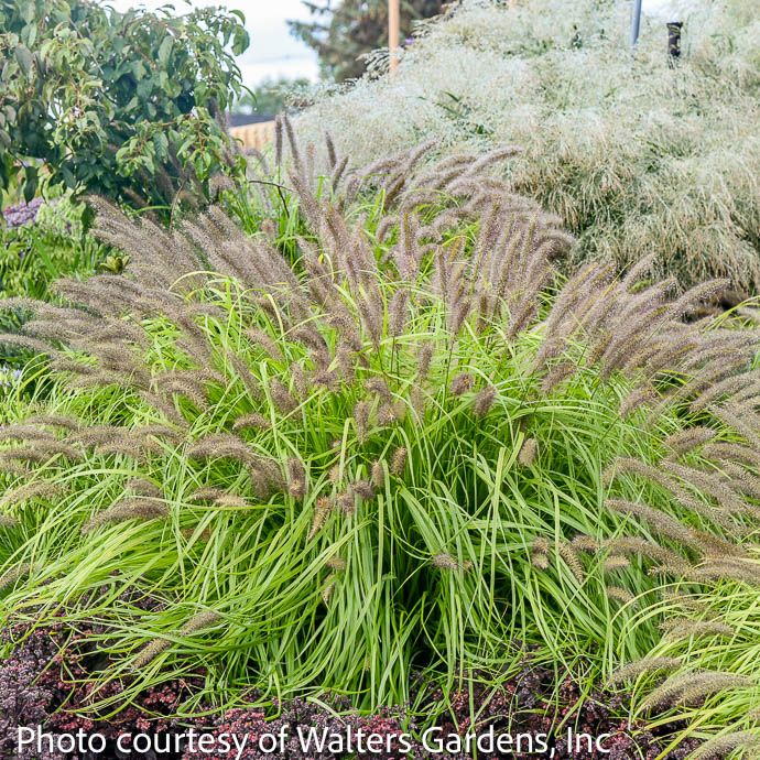 #1 Pennisetum alop PW Prairie Winds &#39;Lemon Squeeze&#39;/ Fountain Grass