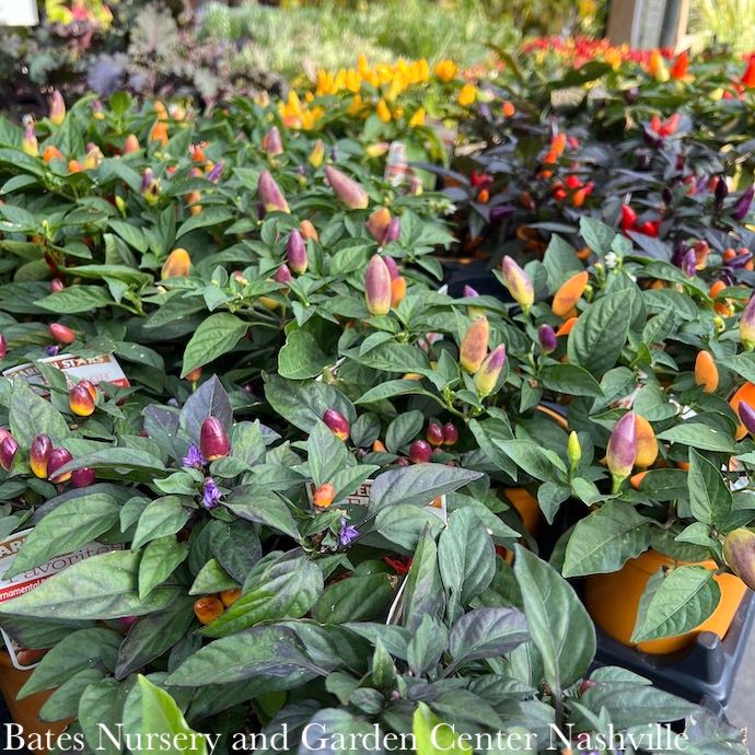Ornamental Peppers - Please come in to check supply! Prices vary.