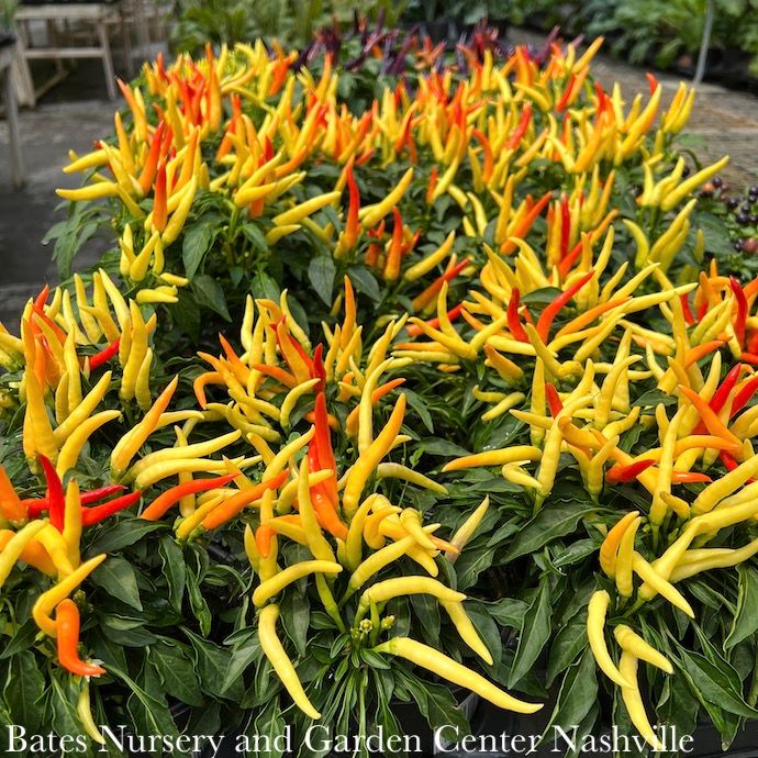 Ornamental Peppers - Please come in to check supply! Prices vary.