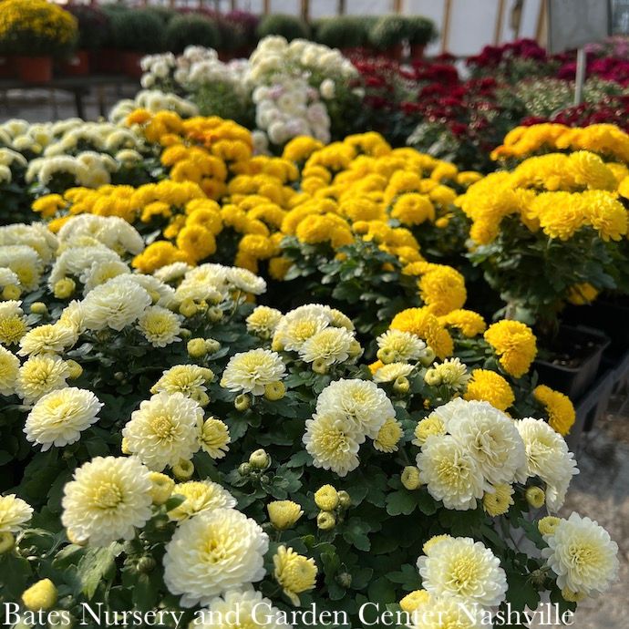 Mums/Chrysanthemums - Please come in to check supply! Prices vary.