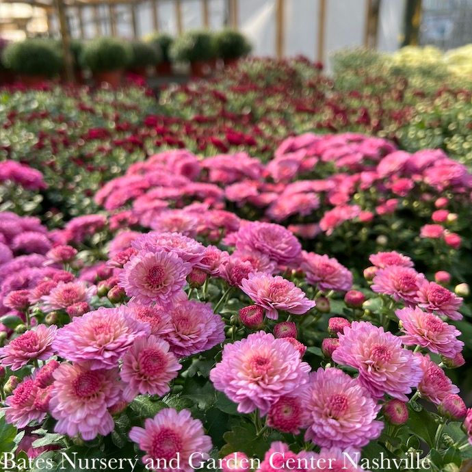 Mums/Chrysanthemums - Please come in to check supply! Prices vary.