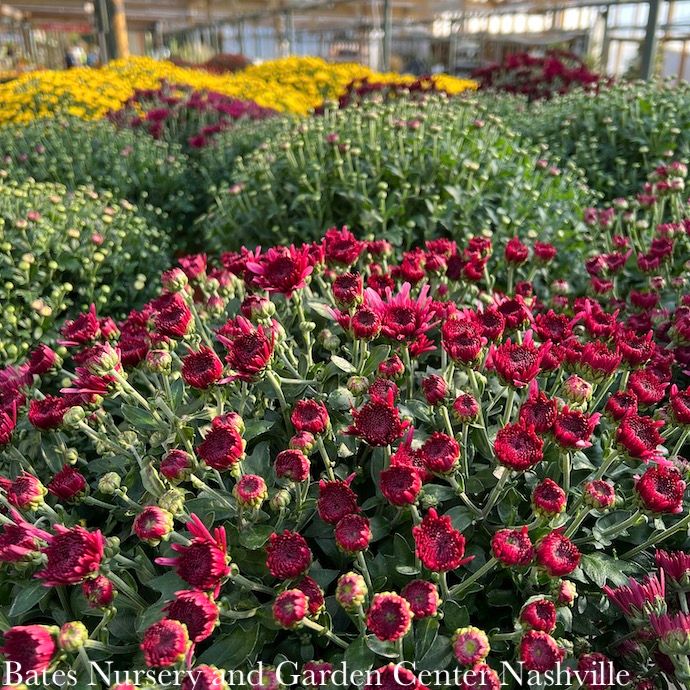 Mums/Chrysanthemums - Please come in to check supply! Prices vary.