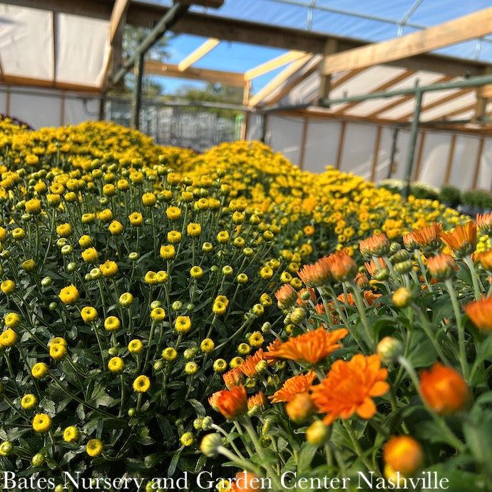 Mums/Chrysanthemums - Please come in to check supply! Prices vary.